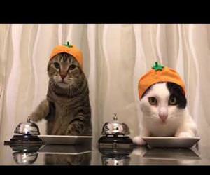 pavlovs cats Funny Video