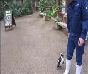 Penguin Chasing Zookeeper Funny Video