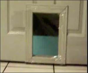 Plastic Wrap Cat Funny Video