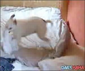Posessed Dog in Bed Video