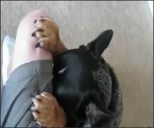 Praying Dog Funny Video