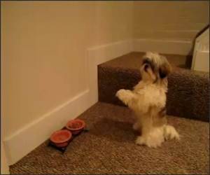  Funny Praying Dog Video