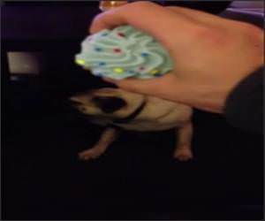 Pug Licking Face Funny Video