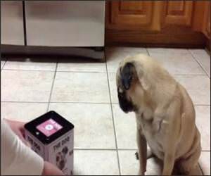 Pug in the Box Funny Video