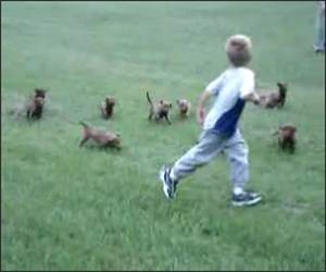 Puppies Chasing Little Boy