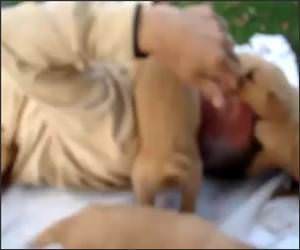 Puppy Gang Attack Video