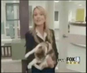 Reporter Attacked by Cat