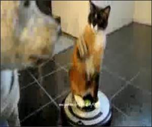 Roomba Attack Cat Funny Video