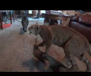 scared of a stuff bobcat Funny Video