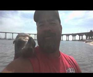 sea lion wants to be friends Funny Video