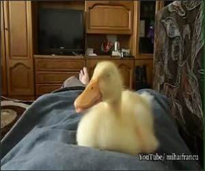 Snoring Duckling Funny Video