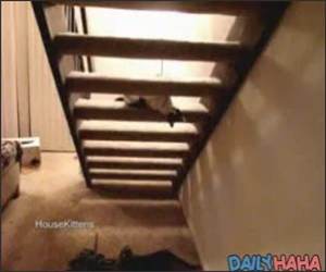 Stairs ninja cat Funny Video
