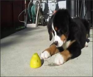 Super Cute Puppy Vs Lemon Video
