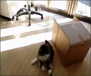 Super Slow motion Cat Video