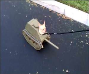 Tank Dog Funny Video