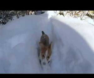 the awesome Corgi Snowplow Funny Video