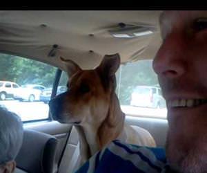 the dog realizes he is going to the vet Funny Video