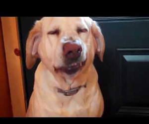 the guiltiest dog in the world Funny Video