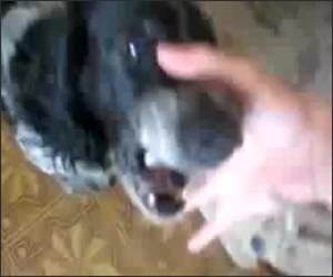 The Rapping Dog Funny Video