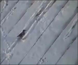 The Sledding Crow Video