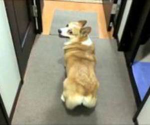 The twerking Corgi Funny Video