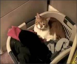The Burping Cat Funny Video