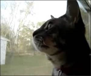 Barking Cat Funny Cat Video
