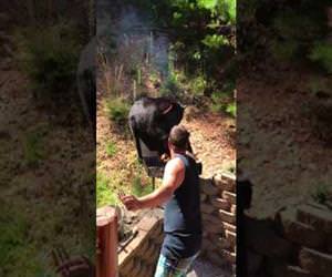 this bear really wants some barbeque Funny Video