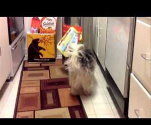 this dog loves getting his head stuck Funny Video