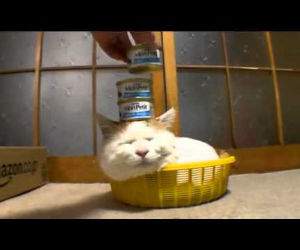 this lazy cat does not care Funny Video