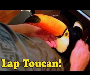 this toucan is like a lap dog Funny Video