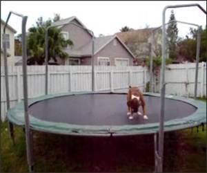 Trampoline Dog Funny Video