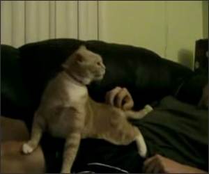 Tolllololol Cat Funny Video