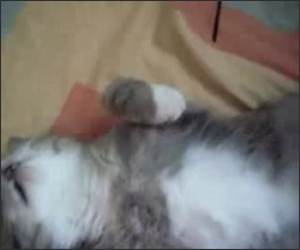 Very Sleepy Cat Funny Video