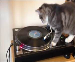 DJ Cat Funny Video