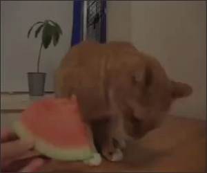 Watermelong Cat Funny Video