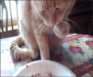 Weird Cat Eating Method Video