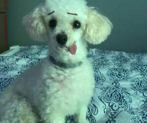 put some eyebrows on my dog