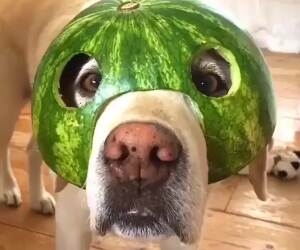 the watermelon dog