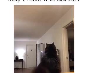 may i have this dance