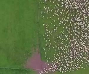 sheep flock from above