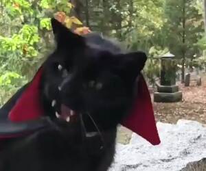 a vampire cat