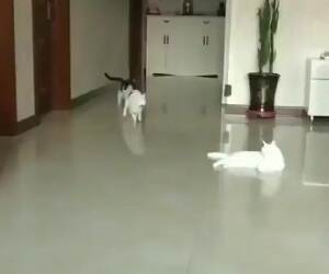 matrix cats in slow motion