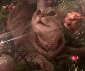 this cat is cracked out on the christmas tree