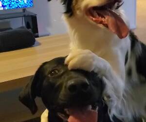 these cute puppers get along real good