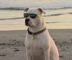 the coolest dog ever