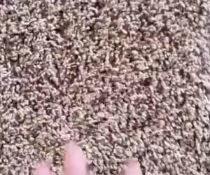 weird carpet tricks