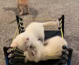 cat wrestling match