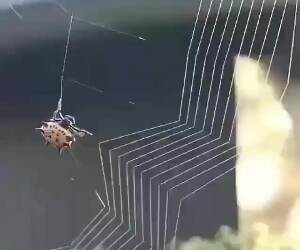 spider making a web