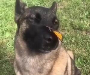 butterfly is so nice